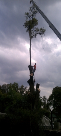 Tree Removal Service Before Storm Ocala Florida